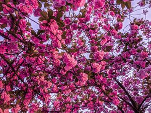 Preview wallpaper cherry blossom, sakura, bloom, branches, pink