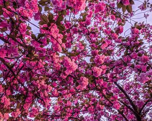 Preview wallpaper cherry blossom, sakura, bloom, branches, pink