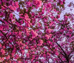 Preview wallpaper cherry blossom, sakura, bloom, branches, pink