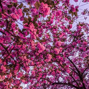 Preview wallpaper cherry blossom, sakura, bloom, branches, pink