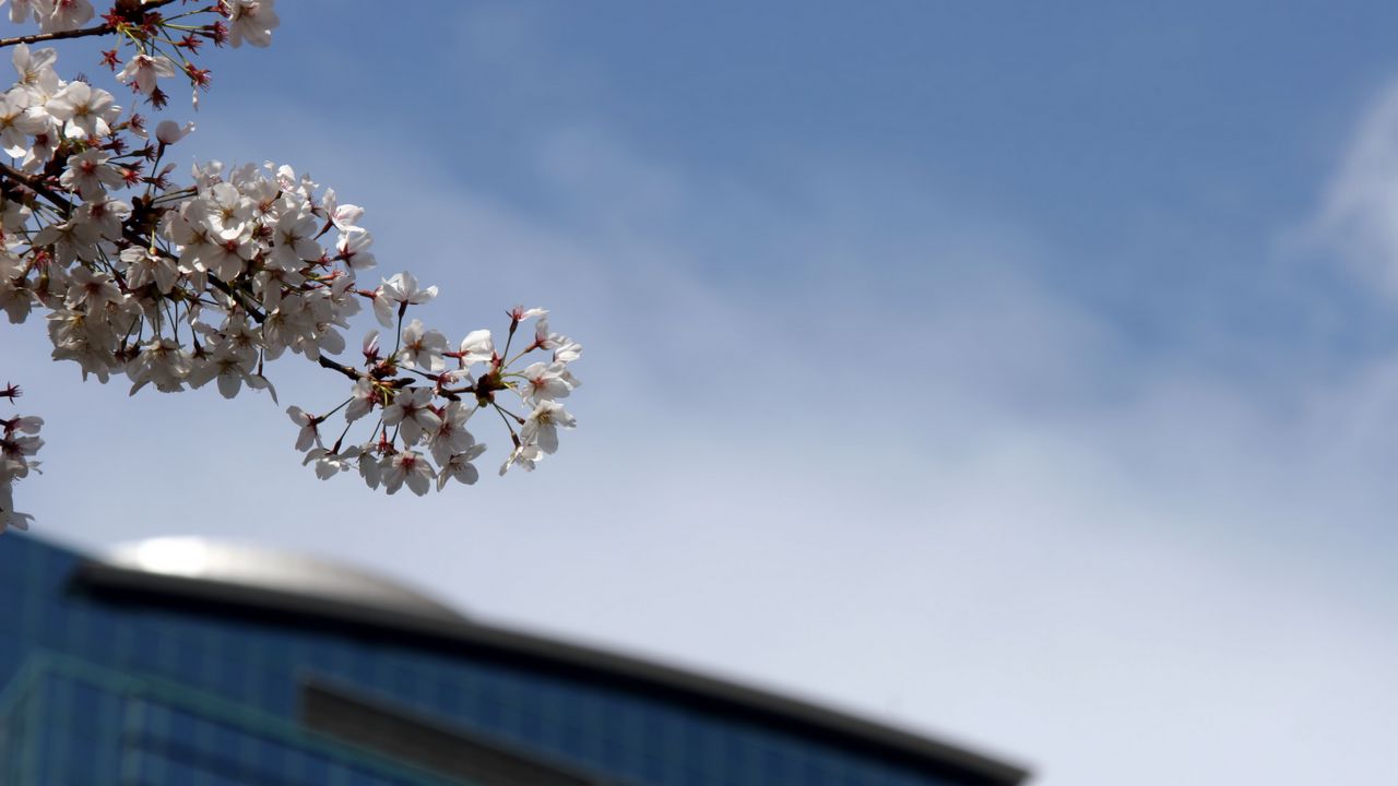 Wallpaper cherry blossoms, flowers, spring, blooming