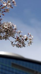 Preview wallpaper cherry blossoms, flowers, spring, blooming