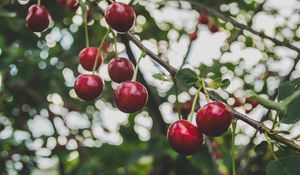 Preview wallpaper cherry, branch, berries, ripe