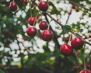 Preview wallpaper cherry, branch, berries, ripe