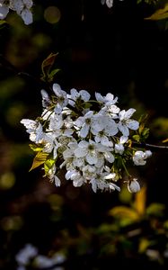 Preview wallpaper cherry, branch, flowers, bloom, plant, white