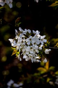 Preview wallpaper cherry, branch, flowers, bloom, plant, white