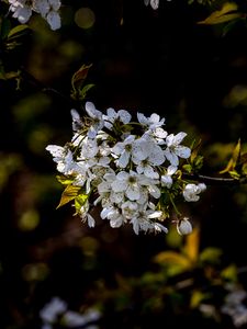 Preview wallpaper cherry, branch, flowers, bloom, plant, white