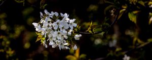 Preview wallpaper cherry, branch, flowers, bloom, plant, white