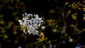 Preview wallpaper cherry, branch, flowers, bloom, plant, white