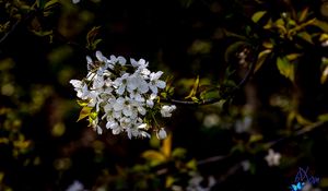 Preview wallpaper cherry, branch, flowers, bloom, plant, white