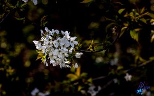 Preview wallpaper cherry, branch, flowers, bloom, plant, white