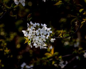 Preview wallpaper cherry, branch, flowers, bloom, plant, white