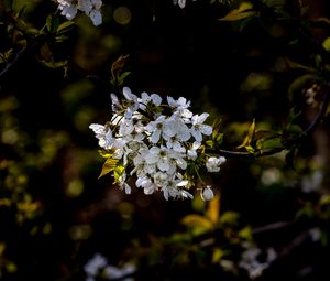 Preview wallpaper cherry, branch, flowers, bloom, plant, white