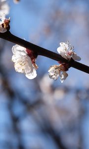 Preview wallpaper cherry, branch, flowers, macro, spring