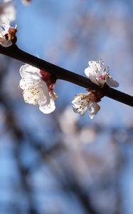 Preview wallpaper cherry, branch, flowers, macro, spring