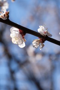 Preview wallpaper cherry, branch, flowers, macro, spring