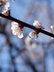 Preview wallpaper cherry, branch, flowers, macro, spring