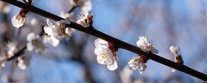 Preview wallpaper cherry, branch, flowers, macro, spring