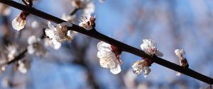 Preview wallpaper cherry, branch, flowers, macro, spring