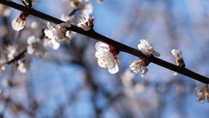 Preview wallpaper cherry, branch, flowers, macro, spring