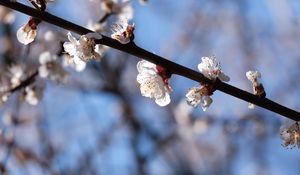 Preview wallpaper cherry, branch, flowers, macro, spring