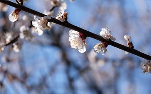 Preview wallpaper cherry, branch, flowers, macro, spring