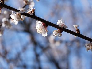 Preview wallpaper cherry, branch, flowers, macro, spring