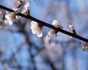 Preview wallpaper cherry, branch, flowers, macro, spring