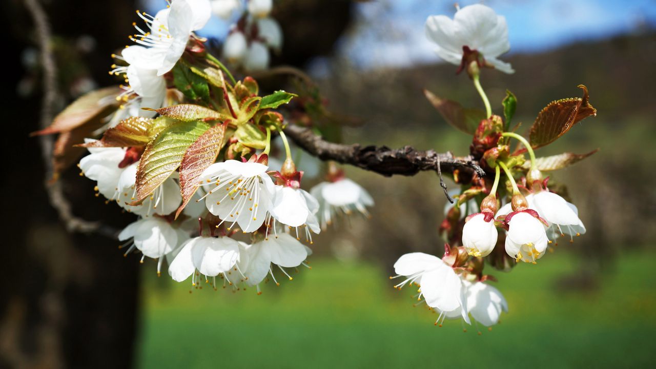 Wallpaper cherry, branch, flowers, light, spring