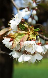 Preview wallpaper cherry, branch, flowers, light, spring