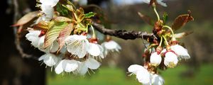 Preview wallpaper cherry, branch, flowers, light, spring