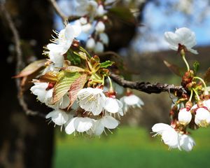 Preview wallpaper cherry, branch, flowers, light, spring