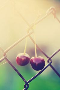 Preview wallpaper cherry, branch, light, fence, wire mesh