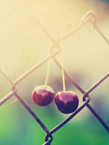 Preview wallpaper cherry, branch, light, fence, wire mesh