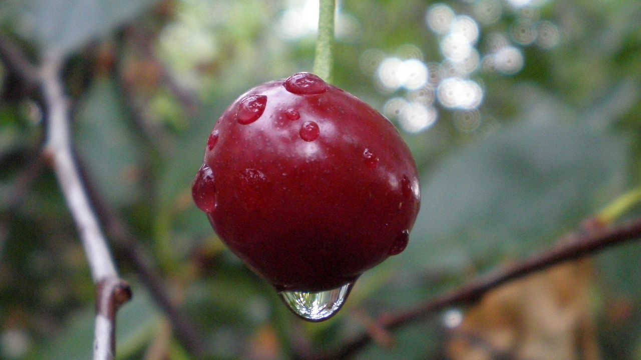 Wallpaper cherry, branch, ripe, berry, drops