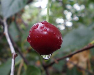 Preview wallpaper cherry, branch, ripe, berry, drops