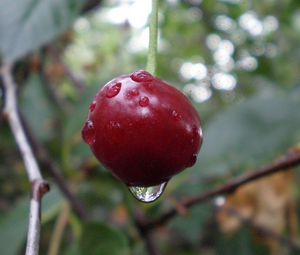 Preview wallpaper cherry, branch, ripe, berry, drops