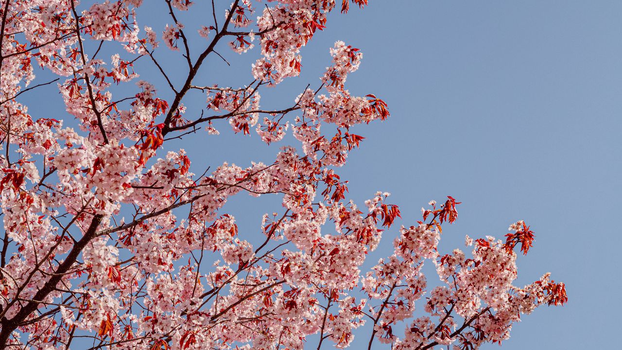 Wallpaper cherry, branches, flowers, sky, spring
