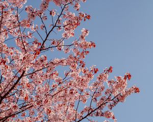 Preview wallpaper cherry, branches, flowers, sky, spring