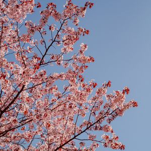 Preview wallpaper cherry, branches, flowers, sky, spring