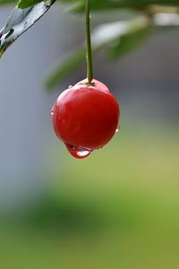 Preview wallpaper cherry, close-up, drop, berry, summer, tasty