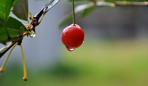 Preview wallpaper cherry, close-up, drop, berry, summer, tasty