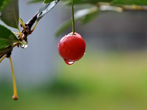 Preview wallpaper cherry, close-up, drop, berry, summer, tasty