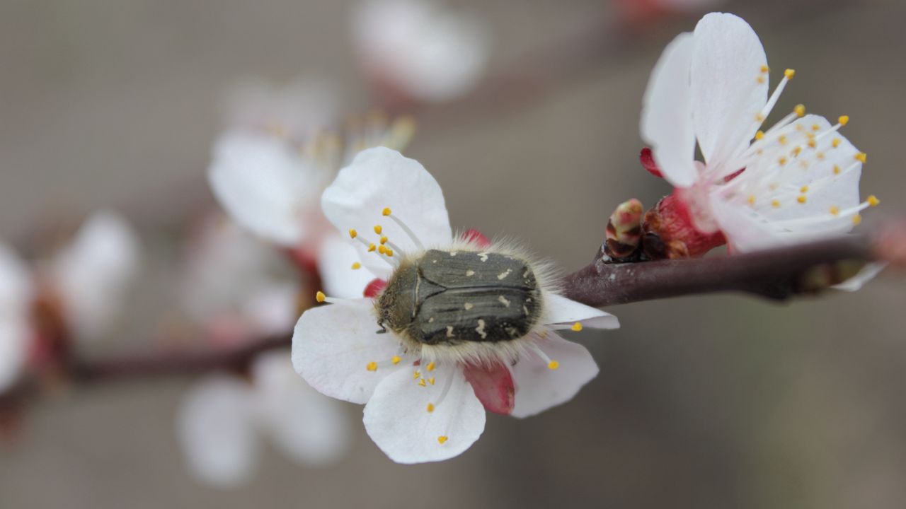 Wallpaper cherry, flower, beetle