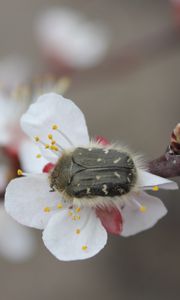 Preview wallpaper cherry, flower, beetle