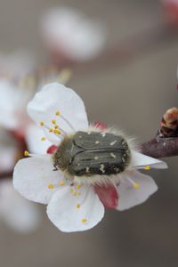 Preview wallpaper cherry, flower, beetle