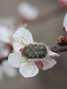 Preview wallpaper cherry, flower, beetle