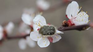 Preview wallpaper cherry, flower, beetle