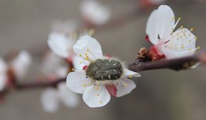 Preview wallpaper cherry, flower, beetle