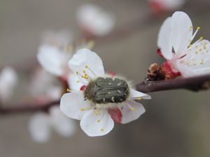 Preview wallpaper cherry, flower, beetle